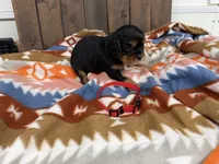 Gus, a male Cavalier King Charles Spaniel for sale in Lebanon, MO – 3 of 4