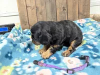 Velma, a female Cavalier King Charles Spaniel for sale in Lebanon, MO – 3 of 3