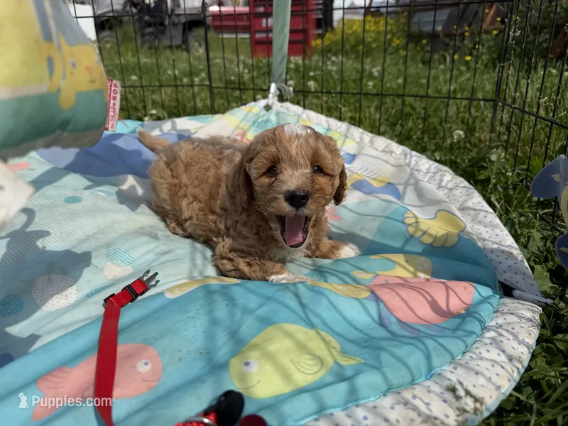 Seb – Cavapoo puppy for sale in Lebanon, MO