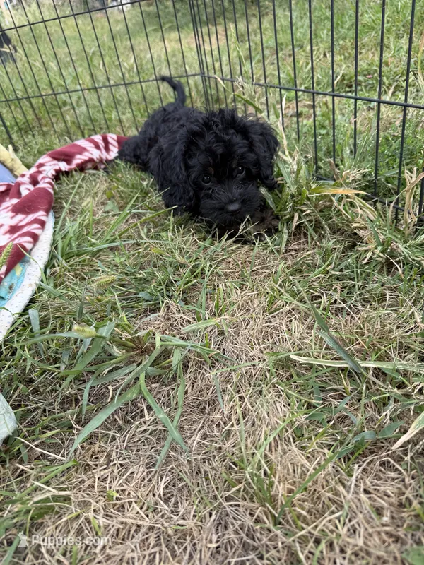 Billy – Cavapoo puppy for sale in Lebanon, MO
