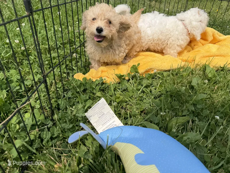 Priscilla – Cavapoo puppy for sale in Lebanon, MO
