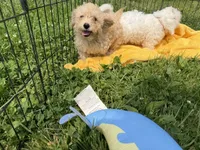 Priscilla, a female Cavapoo for sale in Lebanon, MO – 2 of 7