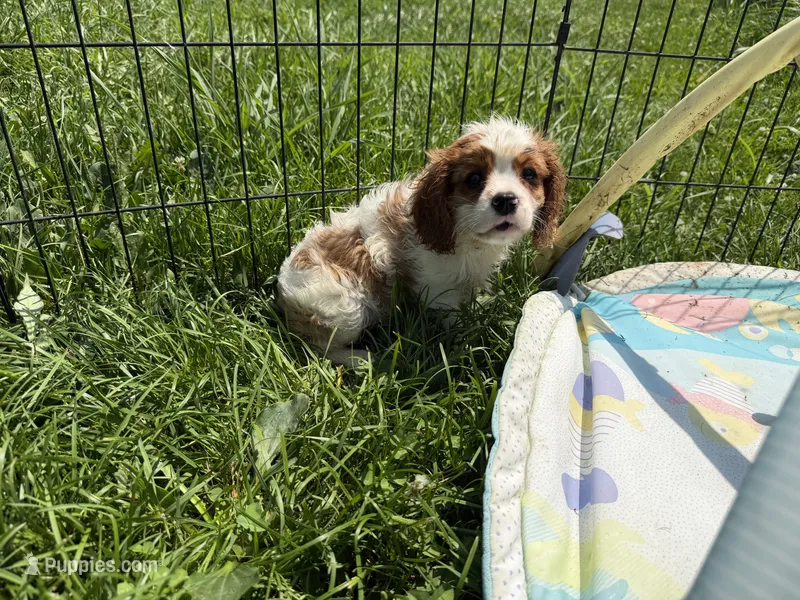 Utah – Cavalier King Charles Spaniel puppy for sale in Lebanon, MO