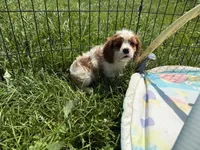 Utah, a male Cavalier King Charles Spaniel for sale in Lebanon, MO – 1 of 6
