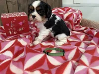 Jagger, a male Cavalier King Charles Spaniel for sale in Lebanon, MO – Photo 1 of 3