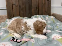 Olive, a female Cavalier King Charles Spaniel for sale in Lebanon, MO – Photo 3 of 4