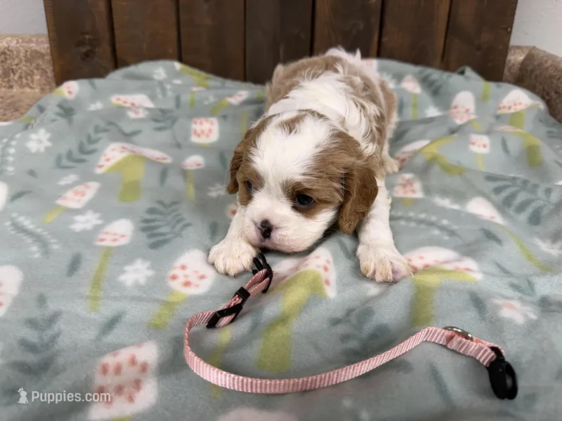 Olive – Cavalier King Charles Spaniel puppy for sale in Lebanon, MO