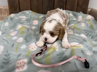 Olive, a female Cavalier King Charles Spaniel for sale in Lebanon, MO – Photo 1 of 4