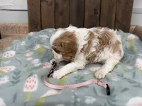 Olive, a female Cavalier King Charles Spaniel for sale in Lebanon, MO – Photo 2 of 4