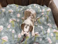 Olive, a female Cavalier King Charles Spaniel for sale in Lebanon, MO – Photo 4 of 4