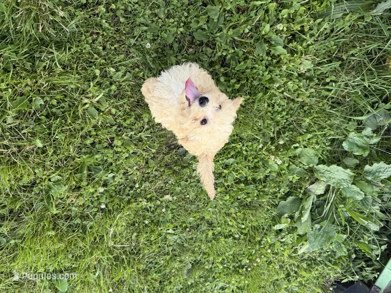 Priscilla – Cavapoo puppy for sale in Lebanon, MO