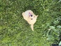 Priscilla, a female Cavapoo for sale in Lebanon, MO – 1 of 7