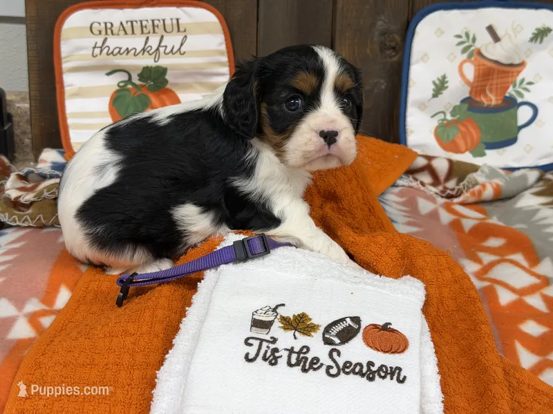 Hazel – Cavalier King Charles Spaniel puppy for sale in Lebanon, MO