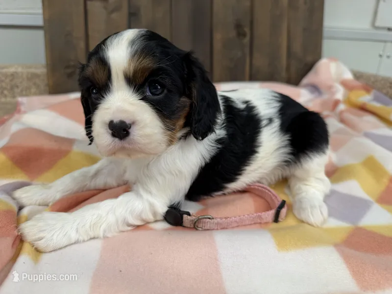 Mable – Cavalier King Charles Spaniel puppy for sale in Lebanon, MO