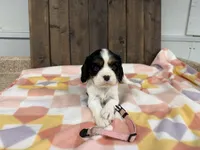 Mable, a female Cavalier King Charles Spaniel for sale in Lebanon, MO – Photo 4 of 4