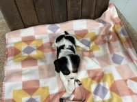 Mable, a female Cavalier King Charles Spaniel for sale in Lebanon, MO – Photo 3 of 4