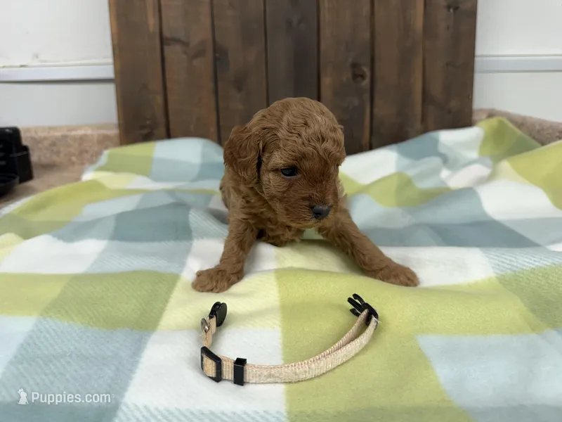 Sugar – Cavapoo puppy for sale in Lebanon, MO