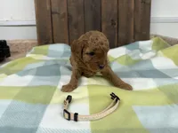Sugar, a female Cavapoo for sale in Lebanon, MO – 1 of 3