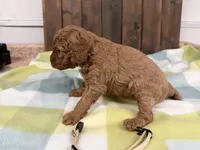 Sugar, a female Cavapoo for sale in Lebanon, MO – 2 of 3