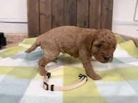 Sugar, a female Cavapoo for sale in Lebanon, MO – 3 of 3