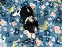 Willow, a female Cavalier King Charles Spaniel for sale in Lebanon, MO – 4 of 4