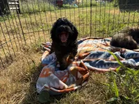 Billy, a male Cavapoo for sale in Lebanon, MO – 3 of 9