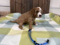 Sancho, a male Cavapoo for sale in Lebanon, MO – 3 of 3