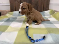 Sancho, a male Cavapoo for sale in Lebanon, MO – 2 of 3