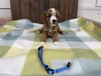 Sancho, a male Cavapoo for sale in Lebanon, MO – 1 of 3