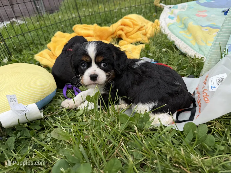 Treva – Cavalier King Charles Spaniel puppy for sale in Lebanon, MO