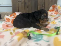 Rebel, a male Cavapoo for sale in Lebanon, MO – 3 of 3