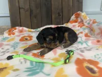 Rebel, a male Cavapoo for sale in Lebanon, MO – 2 of 3