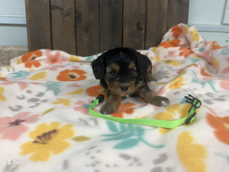 Rebel – Cavapoo puppy for sale in Lebanon, MO