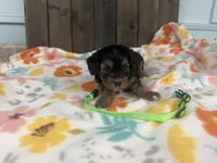 Rebel, a male Cavapoo for sale in Lebanon, MO – 1 of 3