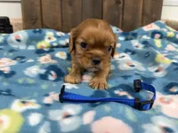Vito, a male Cavalier King Charles Spaniel for sale in Lebanon, MO – 3 of 4
