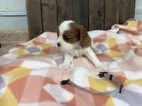 Marc, a male Cavalier King Charles Spaniel for sale in Lebanon, MO – Photo 3 of 3