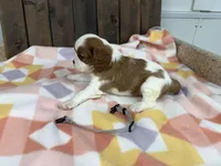 Marc, a male Cavalier King Charles Spaniel for sale in Lebanon, MO – Photo 2 of 3