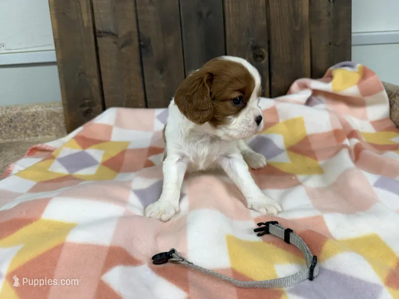 Marc – Cavalier King Charles Spaniel puppy for sale in Lebanon, MO