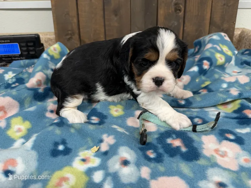 Whiskey – Cavalier King Charles Spaniel puppy for sale in Lebanon, MO