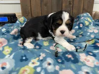 Whiskey, a male Cavalier King Charles Spaniel for sale in Lebanon, MO – 1 of 3