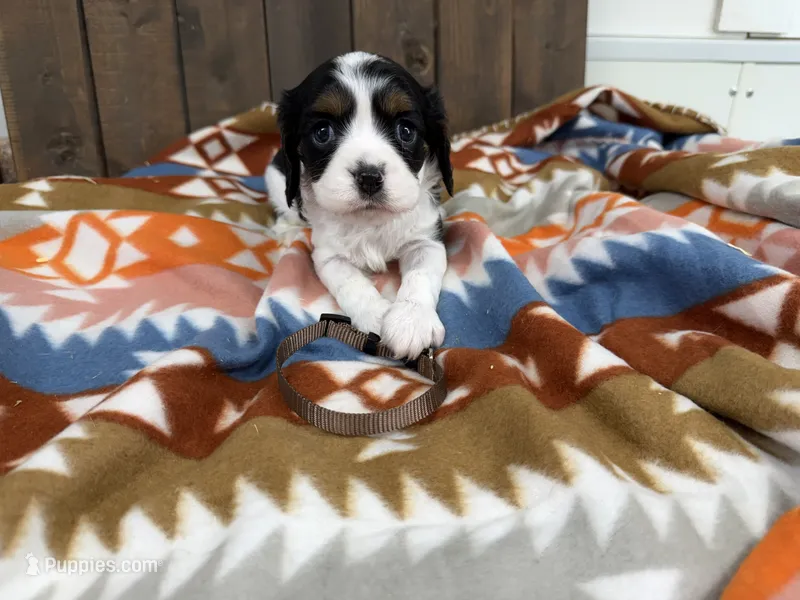 Gage – Cavalier King Charles Spaniel puppy for sale in Lebanon, MO