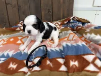 Gary, a male Cavalier King Charles Spaniel for sale in Lebanon, MO – 2 of 4