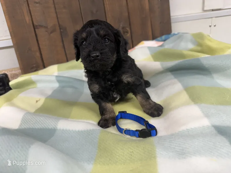 Billy – Cavapoo puppy for sale in Lebanon, MO
