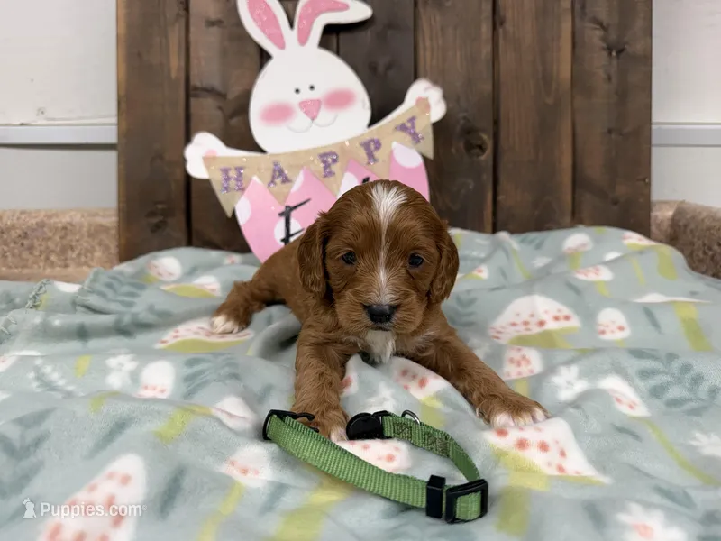 Nate – Cavapoo puppy for sale in Lebanon, MO