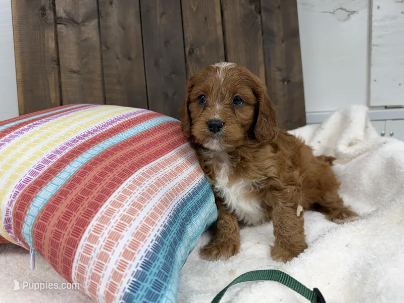 Nate – Cavapoo puppy for sale in Lebanon, MO