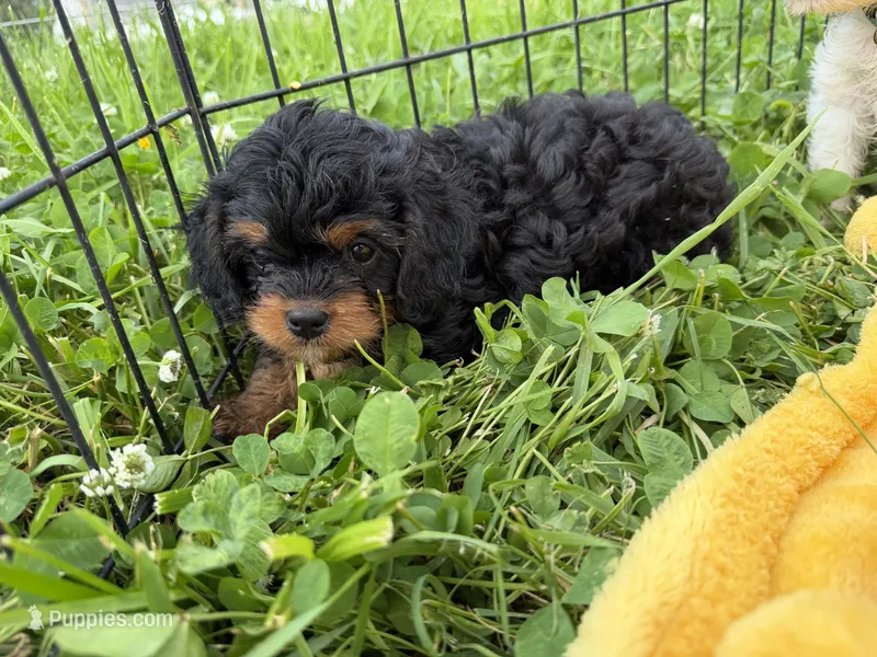 Raven – Cavapoo puppy for sale in Lebanon, MO