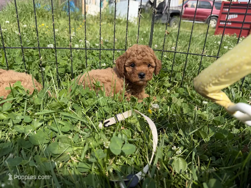 Sugar – Cavapoo puppy for sale in Lebanon, MO