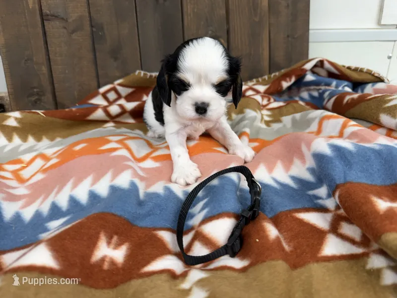 Gary – Cavalier King Charles Spaniel puppy for sale in Lebanon, MO