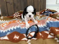 Gary, a male Cavalier King Charles Spaniel for sale in Lebanon, MO – 1 of 4