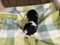 Treva, a female Cavalier King Charles Spaniel for sale in Lebanon, MO – 2 of 4